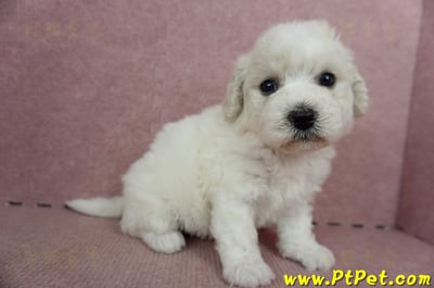 05/22比熊犬母幼犬(高雄仁武)5