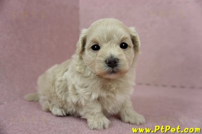 03/14奶油色馬爾泰迪母幼犬(新竹竹東)3