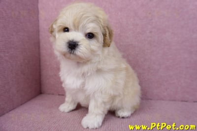 11/23馬爾泰迪母幼犬(高雄仁武)10