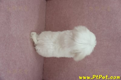 04/17迷你型馬爾濟斯公幼犬(桃園龜山)12