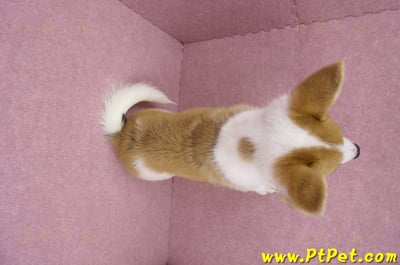 04/28雙色柯基犬公幼犬2號(高雄楠梓)16