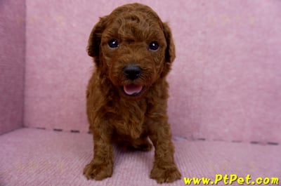 01/26紅貴賓母幼犬(雲林虎尾)1