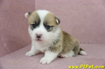 01/25雙色柯基犬公幼犬2號(桃園市)5