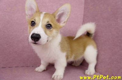 04/28雙色柯基犬公幼犬2號(高雄楠梓)11