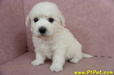 05/22比熊犬公幼犬2號(桃園中壢)5