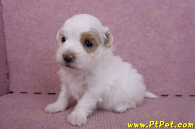 09/27馬爾泰迪母幼犬1號(台中豐原)8