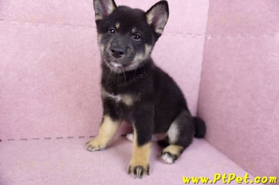 10/15黑色柴犬公幼犬(基隆七堵)9