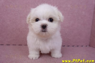 06/26迷你型馬爾濟斯公幼犬(新北三重)3