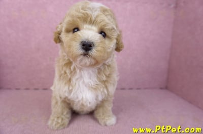 02/18泰迪比熊母幼犬3號(屏東市)3