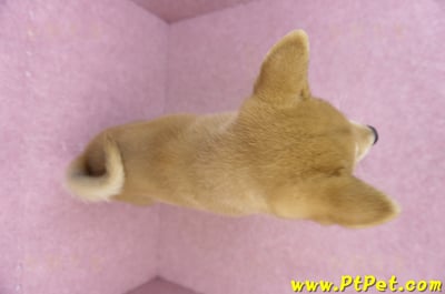 05/24赤色柴犬公幼犬(嘉義布袋)12