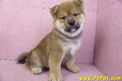 02/05赤色柴犬公幼犬(高雄仁武)4