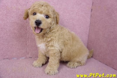 01/20泰迪比熊公幼犬(屏東內埔)12