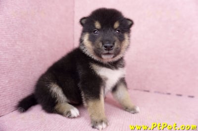 07/05黑色柴犬公幼犬2號(高雄岡山)2