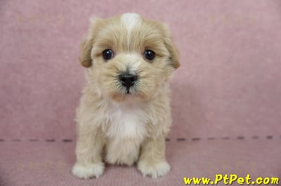 05/05奶油色馬爾泰迪公幼犬1號(台南東區)2