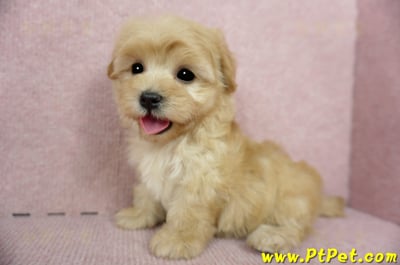 2/14奶油色馬爾泰迪 II 母幼犬(台中北屯)1