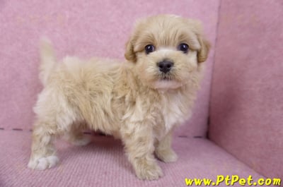 10/18馬爾泰迪公幼犬2號(高雄三民)7