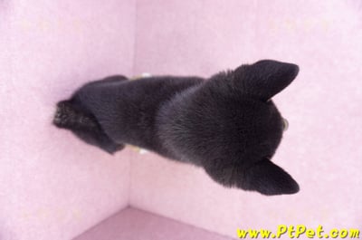 11/08黑色柴犬公幼犬(桃園蘆竹)11