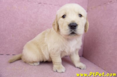 03/12黃金獵犬公幼犬1號(新北三重)4