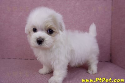 09/27馬爾泰迪公幼犬(新北三重)10