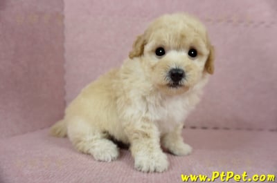 03/12泰迪比熊公幼犬1號(嘉義市)7