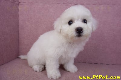 02/14比熊犬母幼犬5