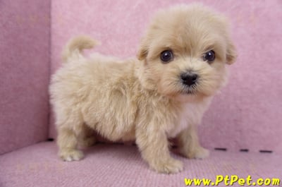 10/13馬爾泰迪公幼犬3號(高雄三民)3