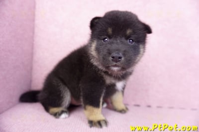 10/15黑色柴犬公幼犬2號(屏東九如)3