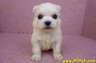 03/20馬爾濟斯公幼犬1號1