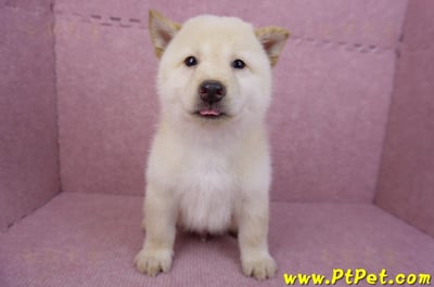 05/24白色柴犬公幼犬(新北新莊)3