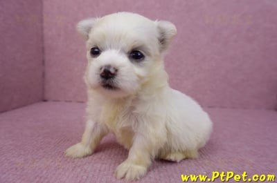 03/20馬爾濟斯母幼犬3號6