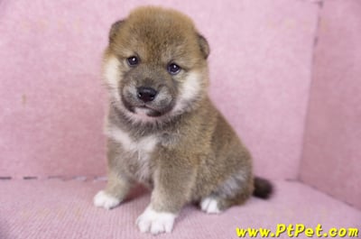 01/11赤色柴犬母幼犬4號5