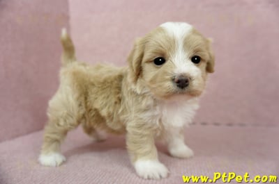 02/07奶油色馬爾泰迪母幼犬(嘉義東區)5