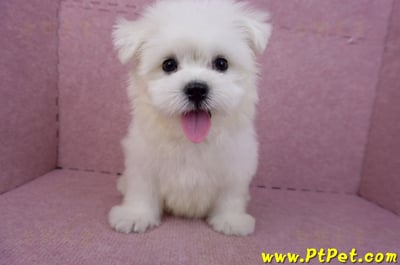 03/20馬爾濟斯公幼犬3