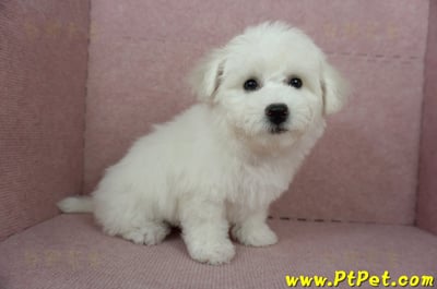 12/01比熊犬母幼犬(基隆中山)7