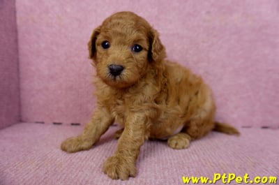 02/11紅貴賓公幼犬1號(新北五股)6