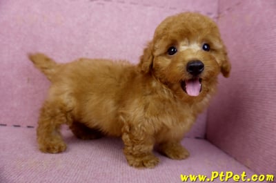 01/26紅貴賓公幼犬6