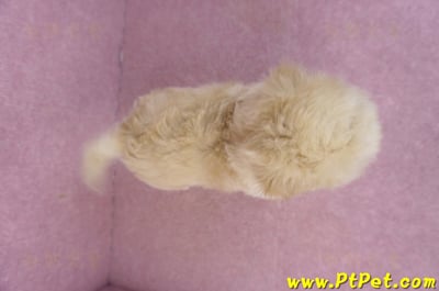 12/10馬爾泰迪公幼犬(台北信義)11