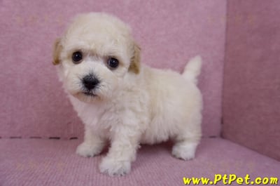 09/23泰迪比熊母幼犬1號(新北樹林)9