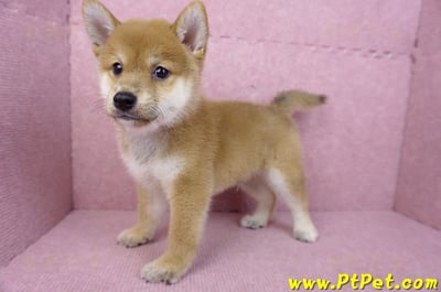 05/20赤色柴犬公幼犬10