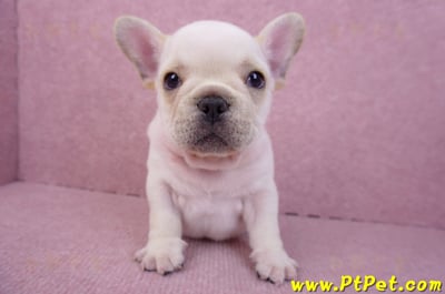 07/25奶油色法國鬥牛公幼犬(台北士林)4