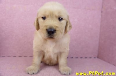 07/18黃金獵犬公幼犬7號(台北中山)2