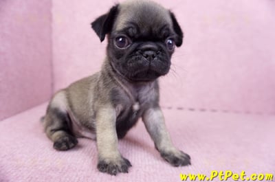 09/08巴哥公幼犬(台南善化)5