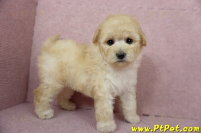 11/26迷你型奶油貴賓母幼犬(台東市)6