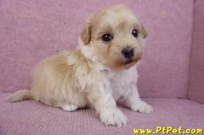 12/10馬爾泰迪公幼犬3號3