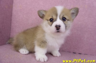 11/30雙色柯基犬母幼犬5