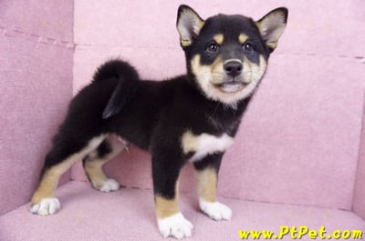 11/08黑色柴犬公幼犬(桃園蘆竹)5