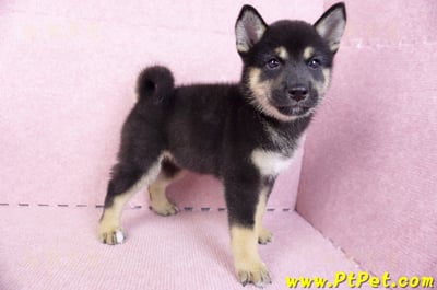 07/05黑色柴犬母幼犬2號(台北中山)6