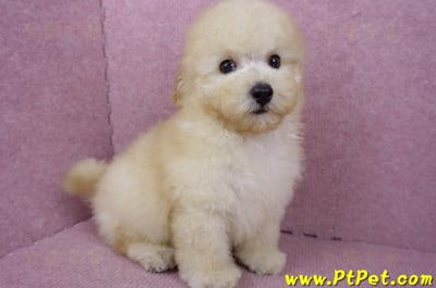 05/12玩具型奶油貴賓公幼犬(桃園中壢)4