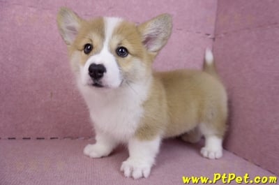 11/30雙色柯基犬母幼犬(屏東萬巒)9