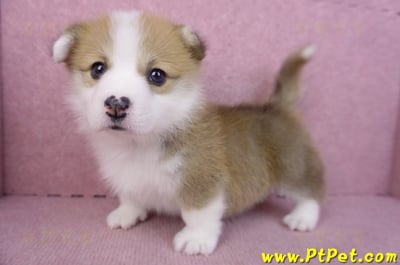 11/30雙色柯基犬公幼犬3號8